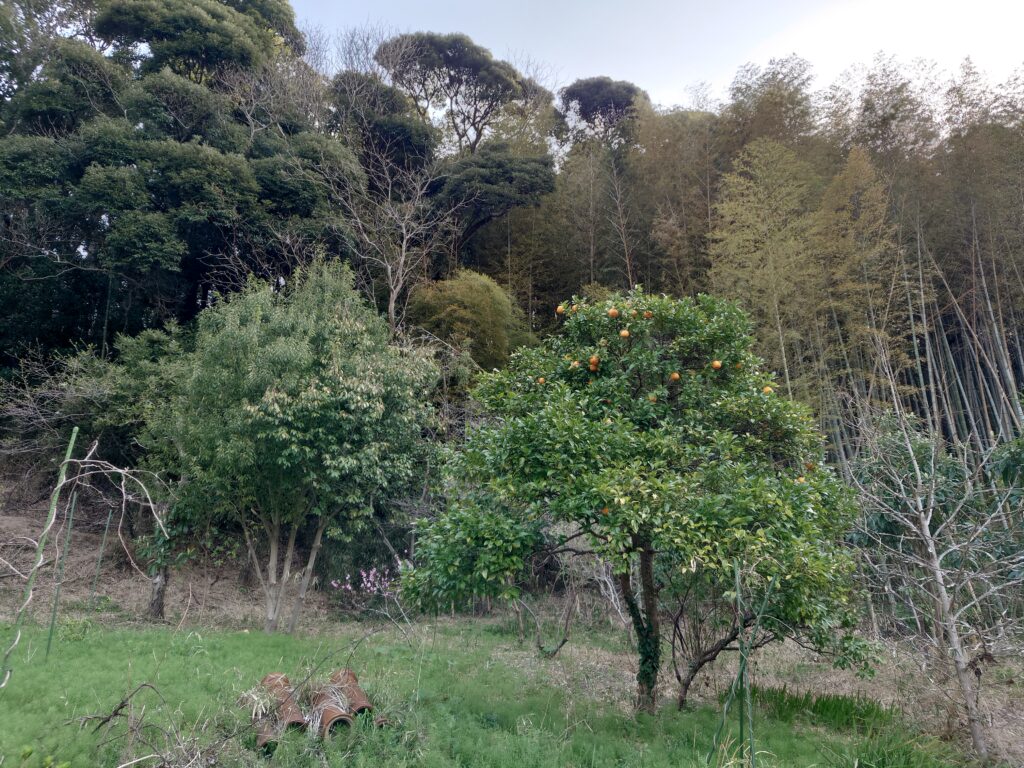 祖父が家を建て直した20年程前に植えられた橙の木が一本、毎年裏山で実をつけていました。